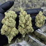 Amnesia Hydro 10-OH